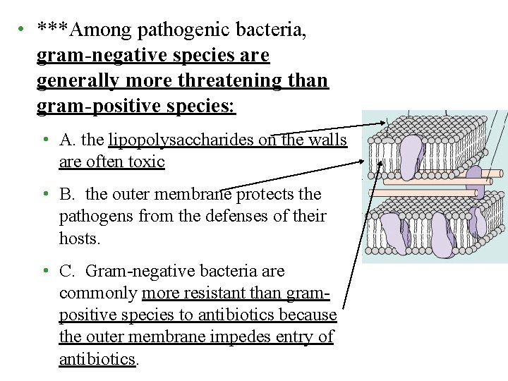 • ***Among pathogenic bacteria, gram-negative species are generally more threatening than gram-positive species: • ***Among pathogenic bacteria, gram-negative species are generally more threatening than gram-positive species: