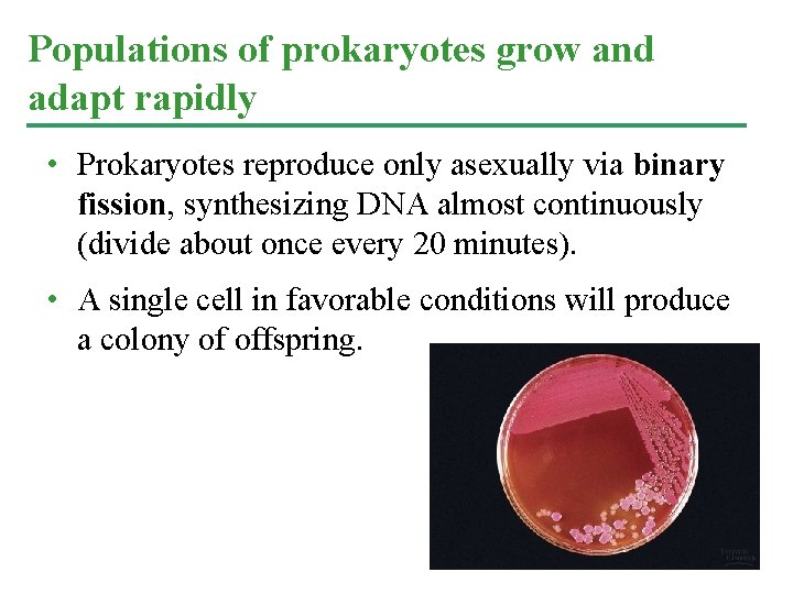 Populations of prokaryotes grow and adapt rapidly • Prokaryotes reproduce only asexually via binary Populations of prokaryotes grow and adapt rapidly • Prokaryotes reproduce only asexually via binary