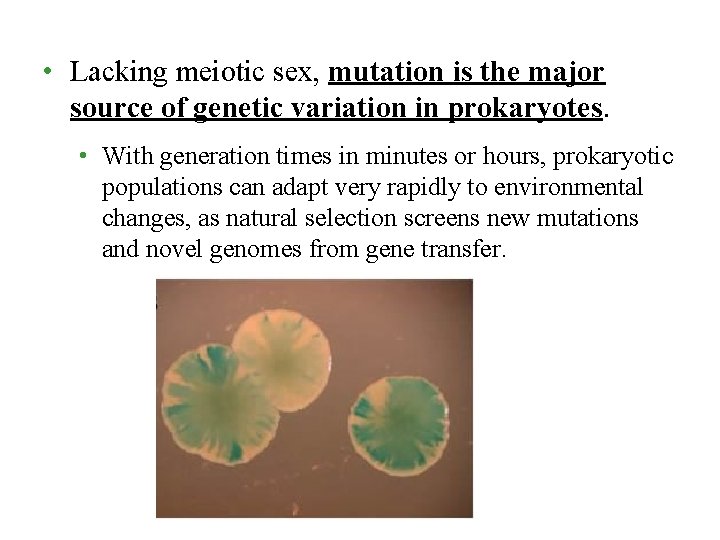 • Lacking meiotic sex, mutation is the major source of genetic variation in • Lacking meiotic sex, mutation is the major source of genetic variation in