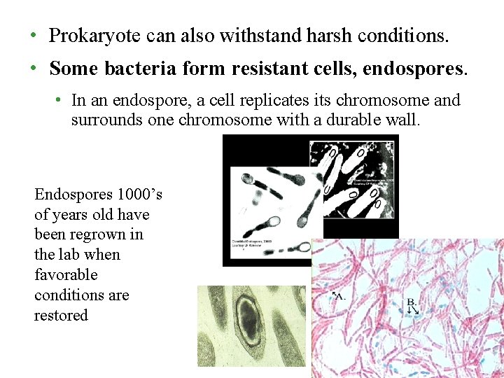 • Prokaryote can also withstand harsh conditions. • Some bacteria form resistant cells, • Prokaryote can also withstand harsh conditions. • Some bacteria form resistant cells,