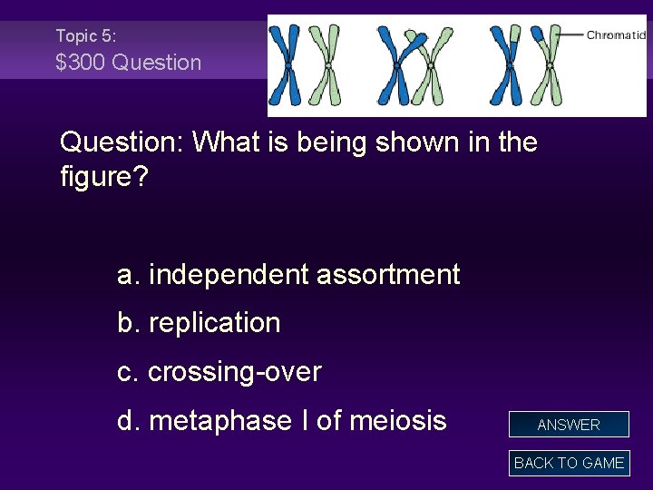 Topic 5: $300 Question: What is being shown in the figure? a. independent assortment