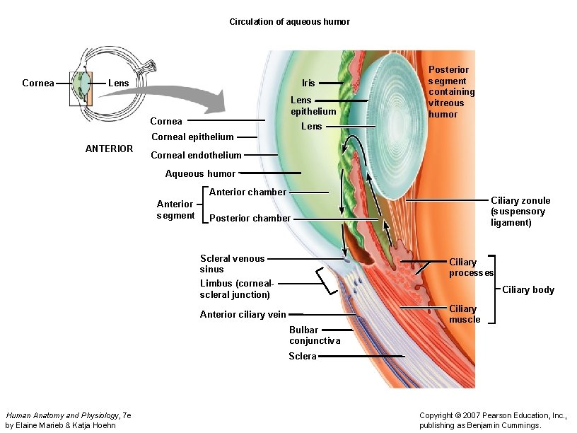 Circulation of aqueous humor Cornea Lens Iris Lens epithelium Cornea Posterior segment containing vitreous