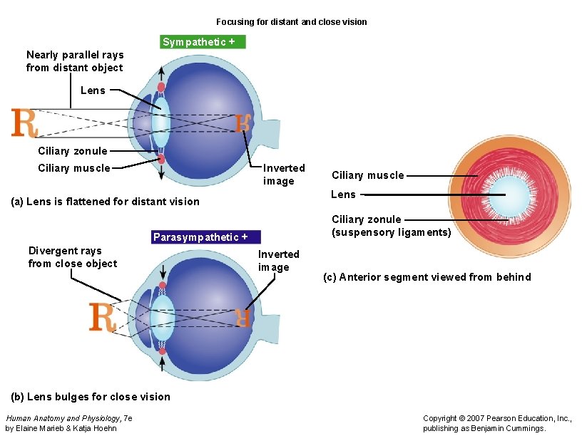 Focusing for distant and close vision Sympathetic + Nearly parallel rays from distant object