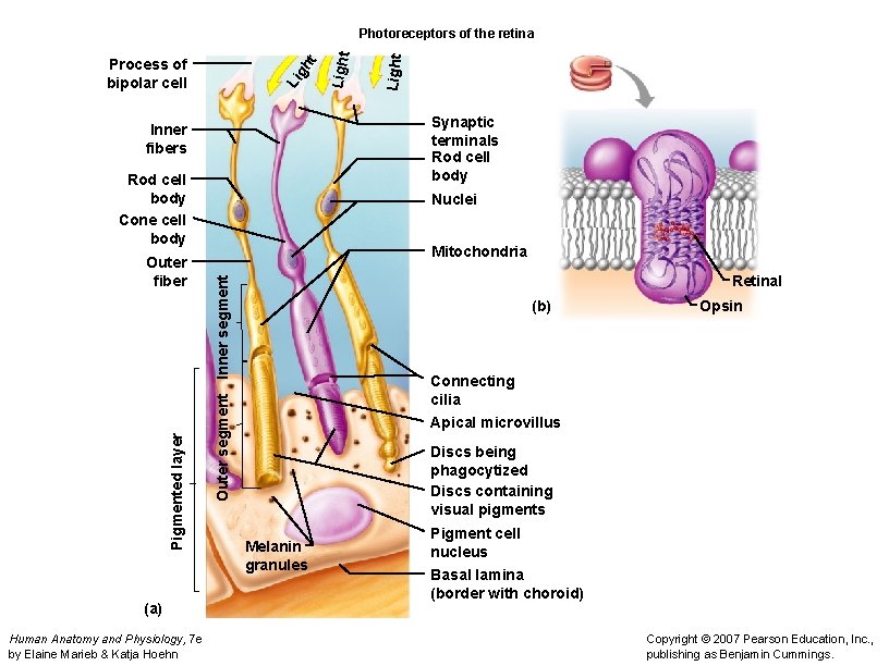 Synaptic terminals Rod cell body Inner fibers Rod cell body Cone cell body (a)