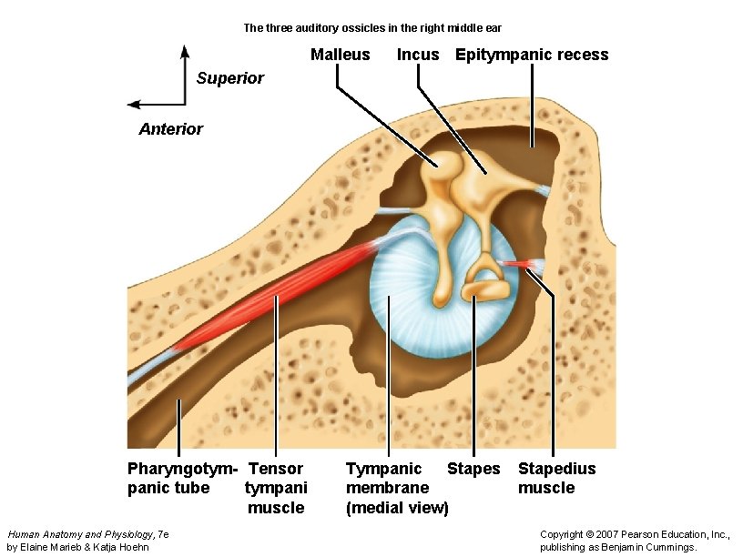 The three auditory ossicles in the right middle ear Malleus Incus Epitympanic recess Superior