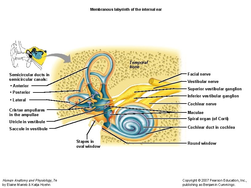 Membranous labyrinth of the internal ear Temporal bone Facial nerve Semicircular ducts in semicircular