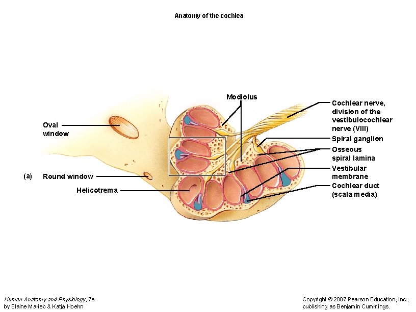 Anatomy of the cochlea Modiolus Oval window (a) Round window Helicotrema Human Anatomy and