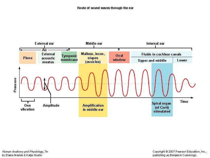 Route of sound waves through the ear External ear Tympanic membrane Malleus, incus, stapes