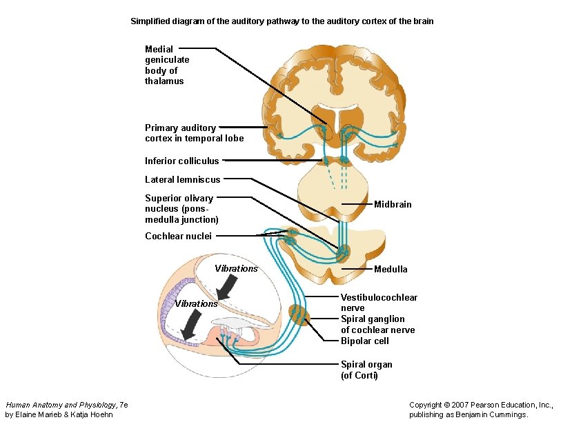 Simplified diagram of the auditory pathway to the auditory cortex of the brain Medial