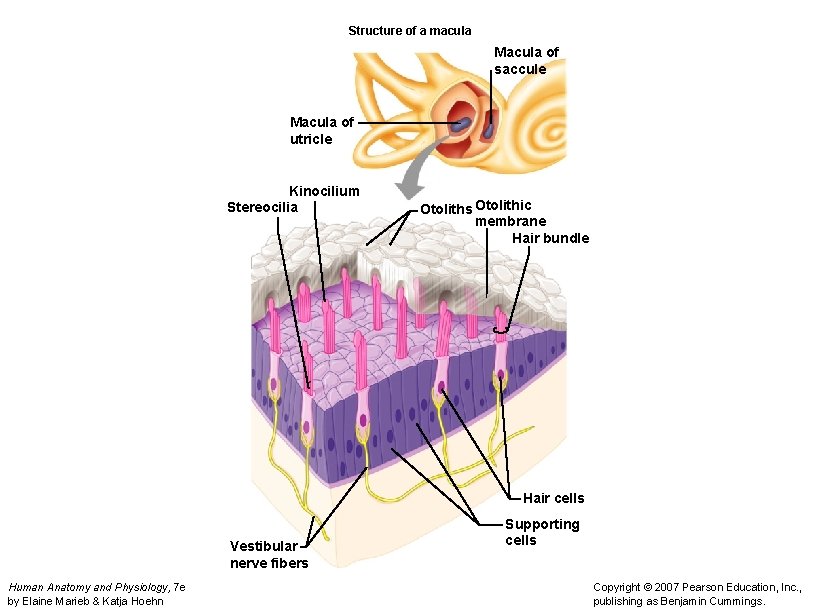 Structure of a macula Macula of saccule Macula of utricle Kinocilium Stereocilia Otoliths Otolithic