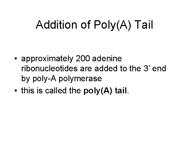 Addition of Poly(A) Tail • approximately 200 adenine ribonucleotides are added to the 3’