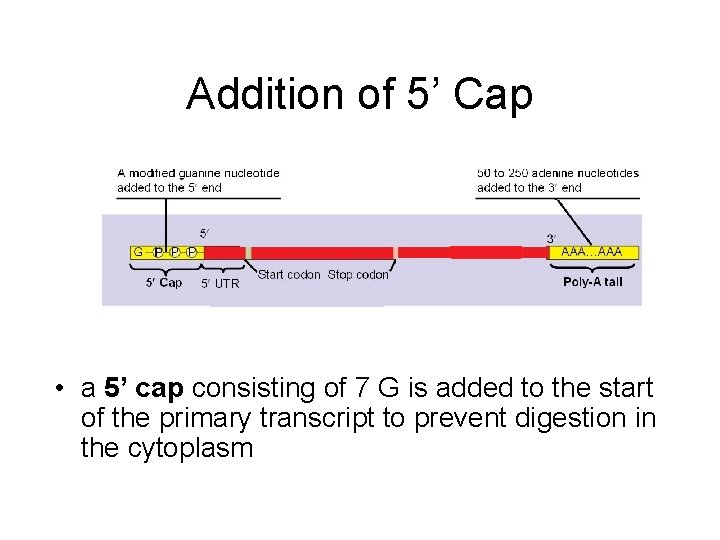 Addition of 5’ Cap • a 5’ cap consisting of 7 G is added