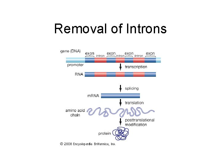 Removal of Introns 