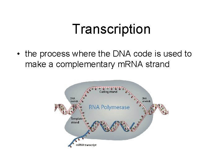 Transcription • the process where the DNA code is used to make a complementary