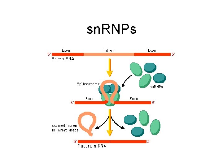 sn. RNPs 