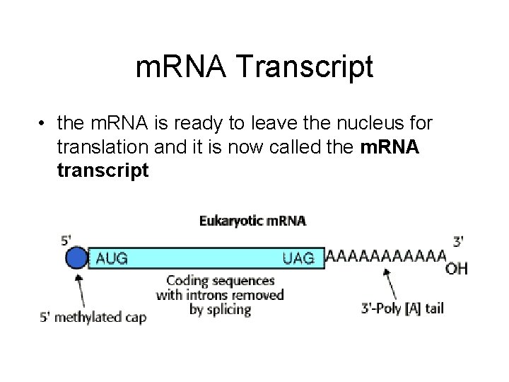 m. RNA Transcript • the m. RNA is ready to leave the nucleus for