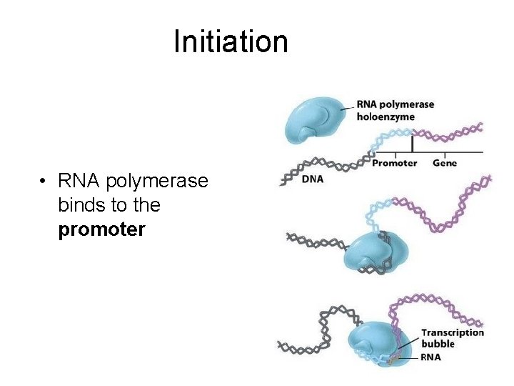 Initiation • RNA polymerase binds to the promoter 