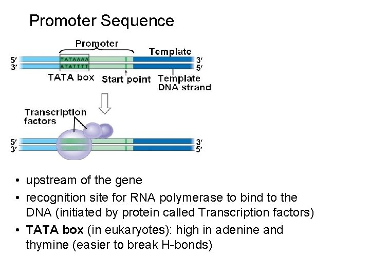 Promoter Sequence • upstream of the gene • recognition site for RNA polymerase to