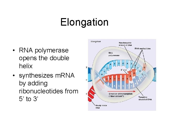 Elongation • RNA polymerase opens the double helix • synthesizes m. RNA by adding