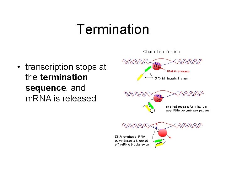 Termination • transcription stops at the termination sequence, and m. RNA is released 