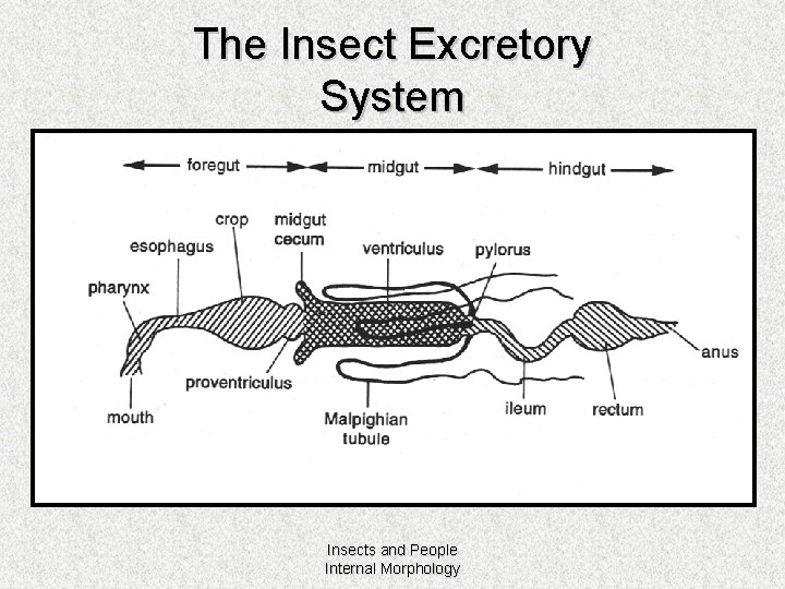 Internal Systems Digestive obtain and assimilate food remove
