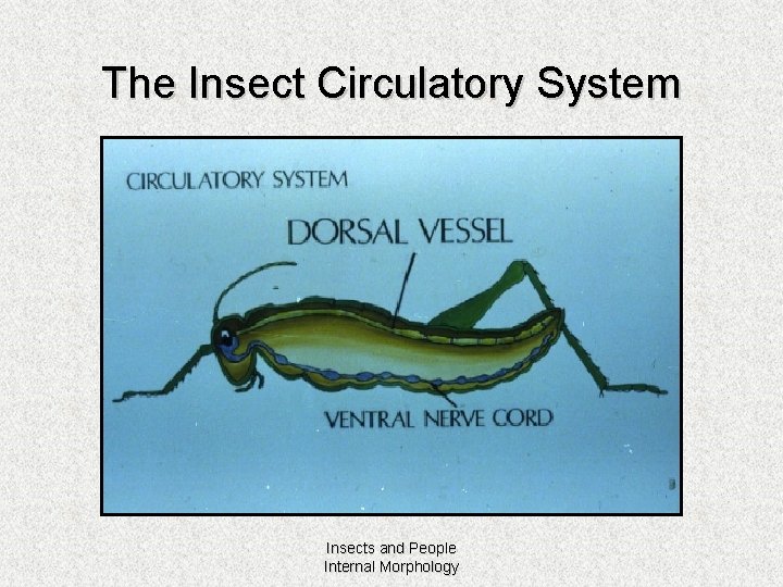 Valvulae Insect Internal Systems Digestive obtain and assimilate food remove