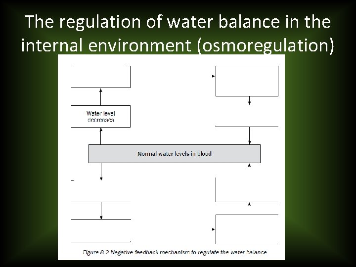 The regulation of water balance in the internal environment (osmoregulation) 