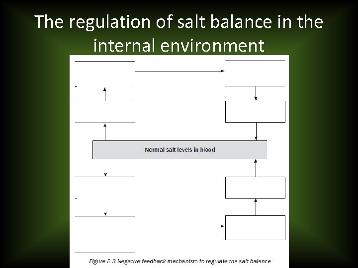 The regulation of salt balance in the internal environment 