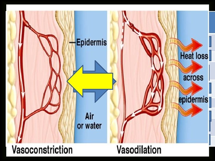 Hot day Cold day Control centre stimulated Hypothalamus Target organ Skin skin Blood vessels
