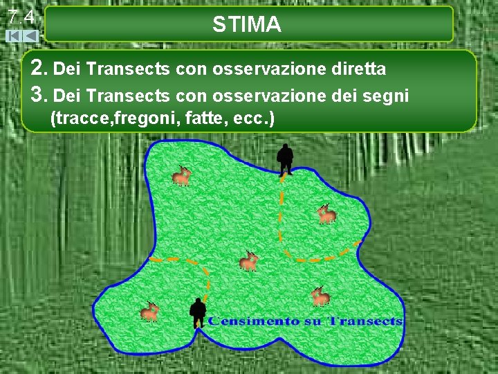 7. 4 STIMA 2. Dei Transects con osservazione diretta 3. Dei Transects con osservazione