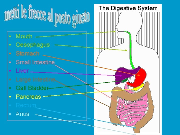  • • • Mouth Oesophagus Stomach Small Intestine Liver Large Intestine Gall Bladder