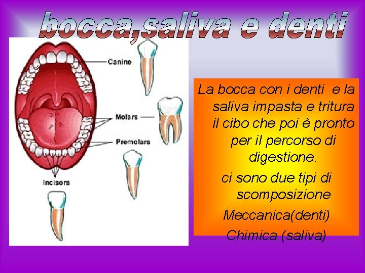 La bocca con i denti e la saliva impasta e tritura il cibo che