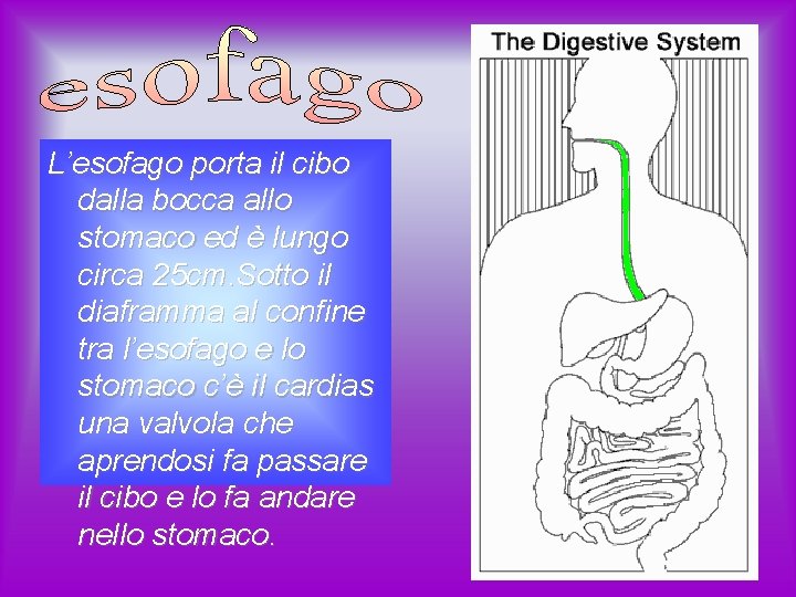 L’esofago porta il cibo dalla bocca allo stomaco ed è lungo circa 25 cm.