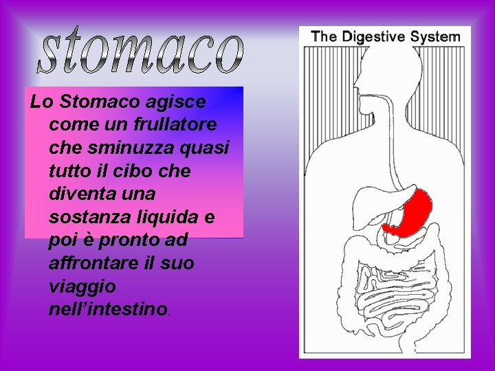 Lo Stomaco agisce come un frullatore che sminuzza quasi tutto il cibo che diventa