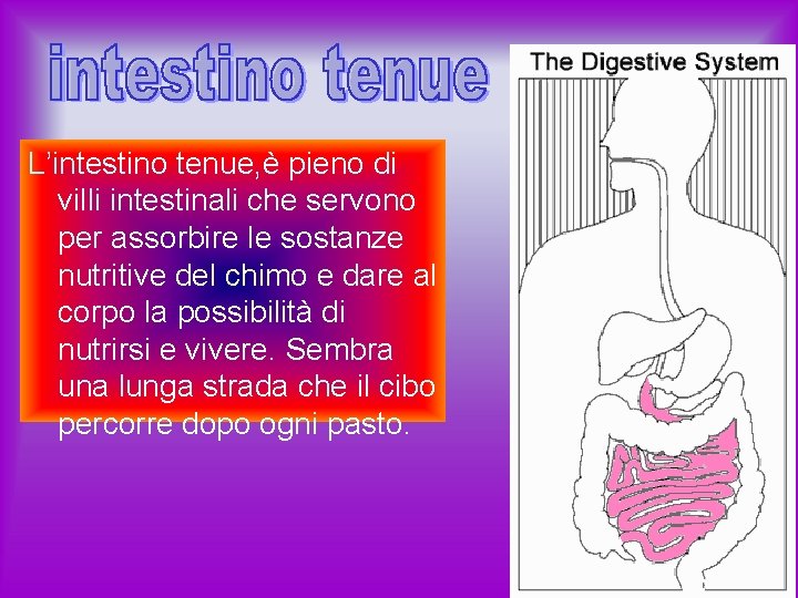 L’intestino tenue, è pieno di villi intestinali che servono per assorbire le sostanze nutritive