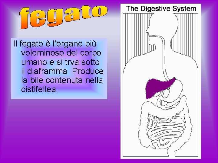 Il fegato è l’organo più volominoso del corpo umano e si trva sotto il