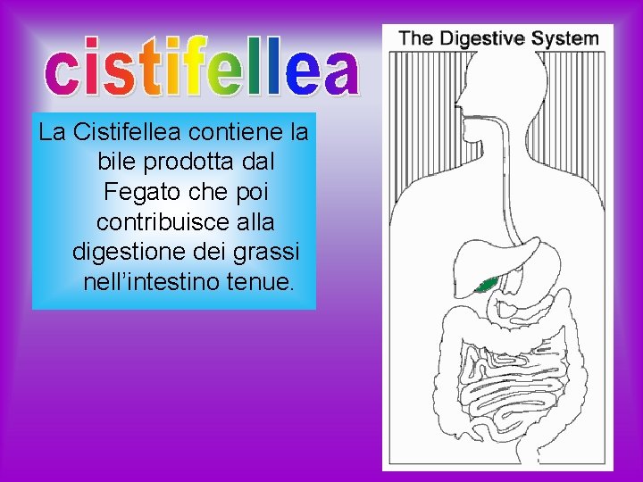 La Cistifellea contiene la bile prodotta dal Fegato che poi contribuisce alla digestione dei