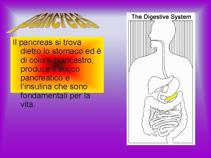 Il pancreas si trova dietro lo stomaco ed è di colore biancastro, produce il