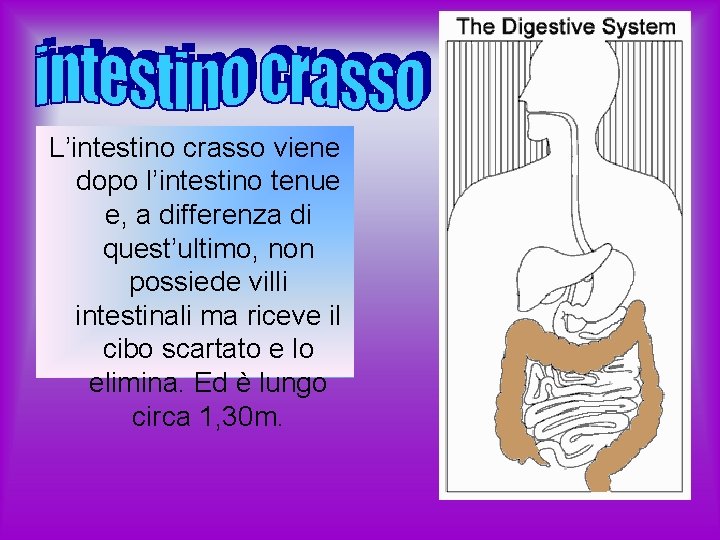 L’intestino crasso viene dopo l’intestino tenue e, a differenza di quest’ultimo, non possiede villi