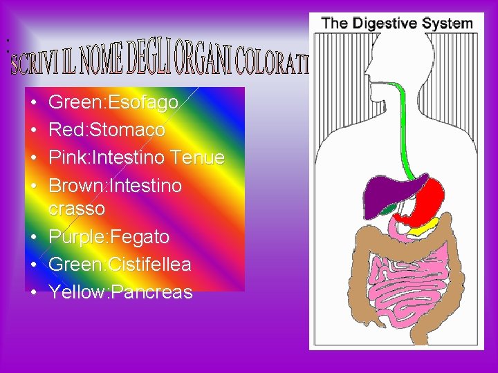 : • • Green: Esofago Red: Stomaco Pink: Intestino Tenue Brown: Intestino crasso Purple: