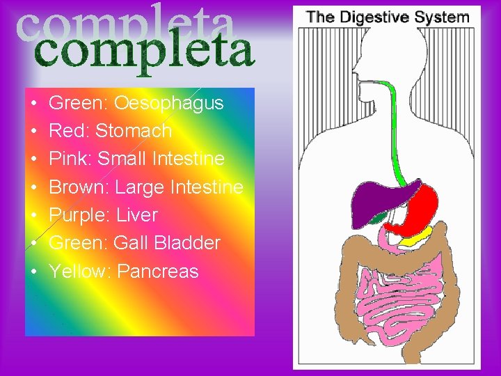  • • Green: Oesophagus Red: Stomach Pink: Small Intestine Brown: Large Intestine Purple: