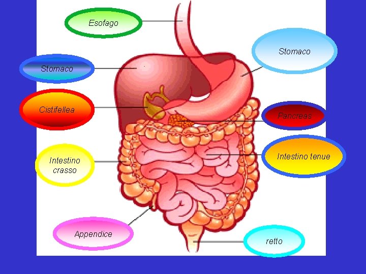 Esofago Stomaco Cistifellea Intestino crasso Appendice Pancreas Intestino tenue retto 