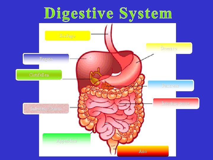 Esofago Stomaco Fegato Cistifellea Pancreas Intestino tenue Intestino Crasso Appendice Ano 