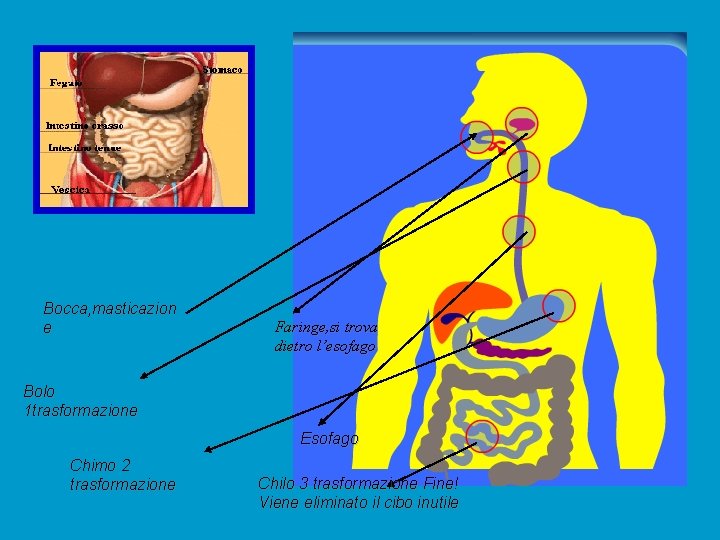 Bocca, masticazion e Faringe, si trova dietro l’esofago Bolo 1 trasformazione Esofago Chimo 2