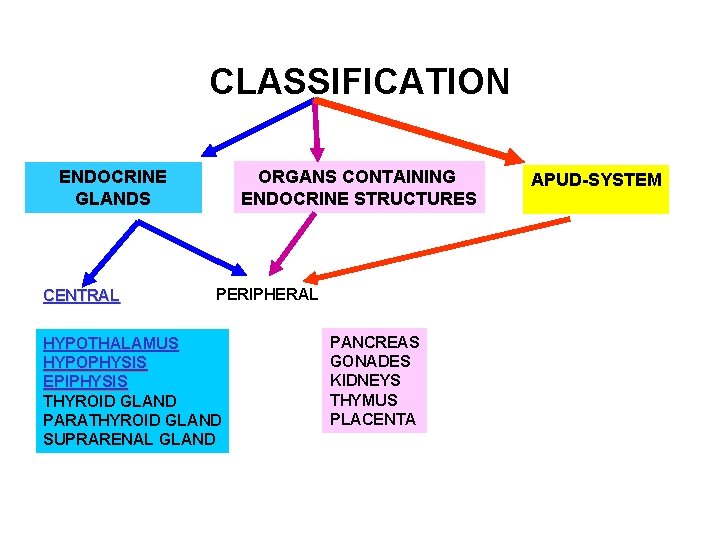ENDOCRINE SYSTEM PART 1 Plan of the lecture