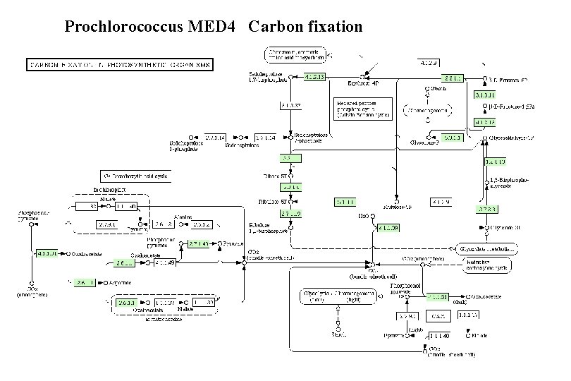 Prochlorococcus MED 4 Carbon fixation 