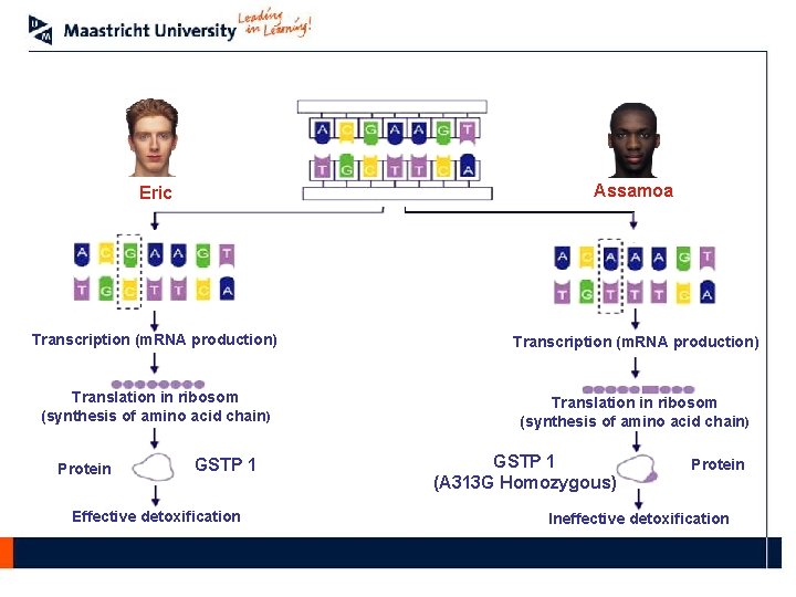 Eric Assamoa Transcription (m. RNA production) Translation in ribosom (synthesis of amino acid chain)