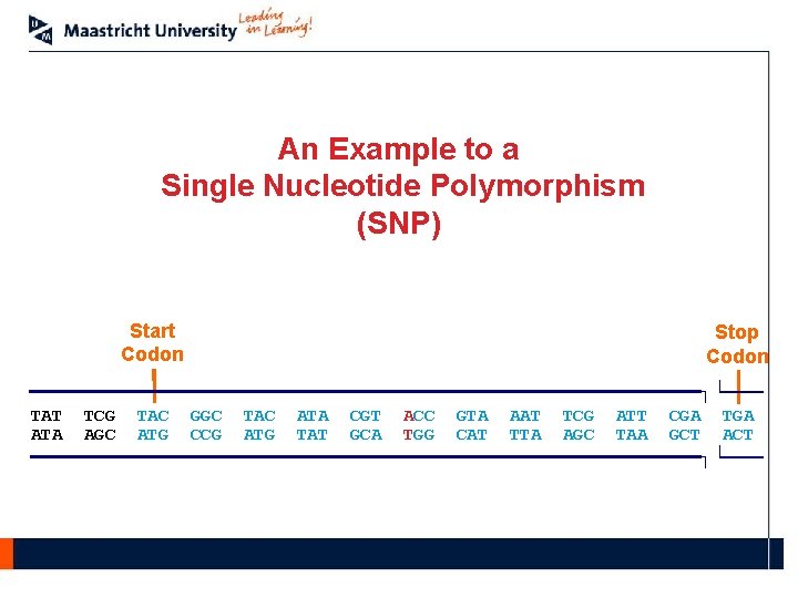 An Example to a Single Nucleotide Polymorphism (SNP) Start Codon Stop Codon ┐└ TAT