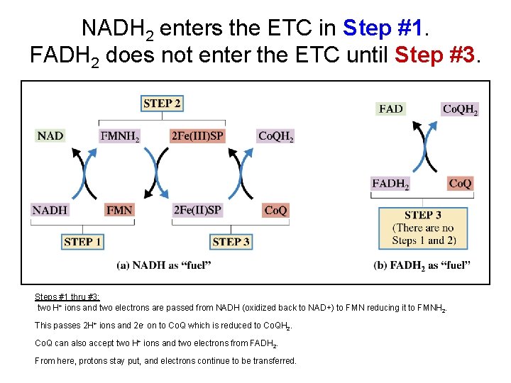 NADH 2 enters the ETC in Step #1. FADH 2 does not enter the NADH 2 enters the ETC in Step #1. FADH 2 does not enter the
