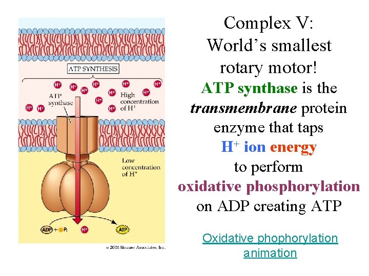 Complex V: World’s smallest rotary motor! ATP synthase is the transmembrane protein enzyme that